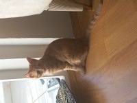 Acil ücretsiz yavru kedi sahiplendirme