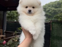 AYI SURAT POMERANİAN BOO