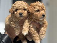 Petmode köpek çiftliğinden tea cup maltipoo