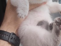 British shorthair kedisi