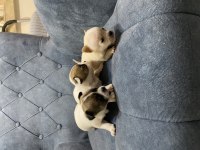 Chihuahua minik yavrularım