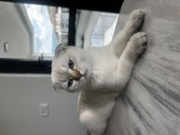 British shorthair dişi 4,5 aylık