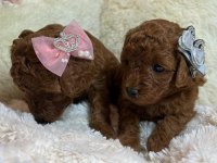 TOY POODLE YAVRULARI