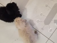 3 aylık anne altından poodle yavrular