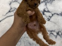 Orijinal toy poodle bebekleri