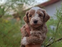 F1 0 NUMARA MALTİPOO YAVRULARIM HAZIR