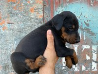 Yavru Doberman yavrularımız