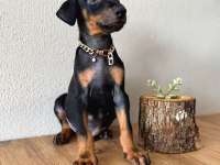 2 Aylık Çivi Gibi Yavru Doberman Yavrularım