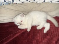Yeni Yavru Scottish Fold Tuvalet Eğitimli