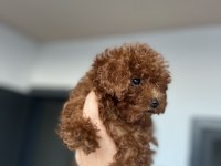 Sağlık garantili toy poodle bebekler