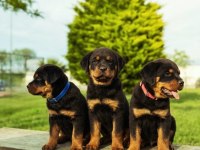 Baba Türkiye Şampiyonu Anne Baba Srclı Safkan Köpekler