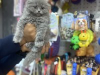 Longhair scottish fold