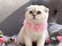 Muhteşem Kalitede Scottish Fold
