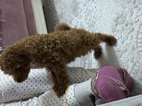 2 AYLIK TOY POODLE (DİŞİ)