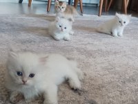 VCF şecereli uysal oyuncu british shorthair yavrular