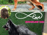 SHOWLINE (DUSUK BEL) ALMAN ÇOBAN KÖPEĞİ