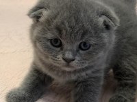 Scottish Fold British Siyam Yavru Çeşitler Mevcuttur