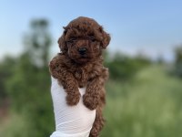 Sağlık ve ırk garantili toy poodle yavrularımız 