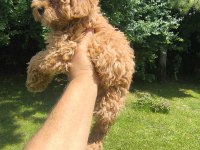 MALTİPOO YAVRULAR
