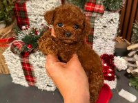 ANKARA NIN EN GÜZEL TOY POODLE YAVRULARI