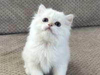 BRITISH LONGHAIR YAVRUMUZ