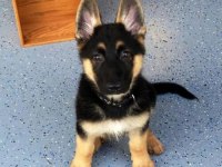 ALMAN KURDU KÖPEĞİMİZ