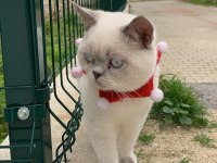 british blue point