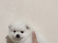 Teacup Pomeranian Dişi Bebeğim