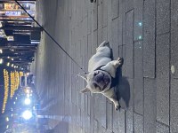 2 yaşında blue cream dişi kızanı yakın french bulldog