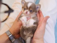 KORE ASILLI CHIHUAHUA BEBEKLER