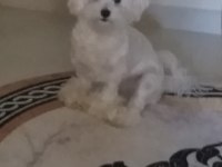 Sahiplendirilecek Maltese