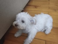 Maltese terrier 3 aylık