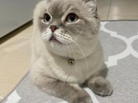 Ankara Gölbaşı Scottish Fold Kedimiz