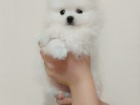 Dişi ve Erkek Yavru Pomeranian