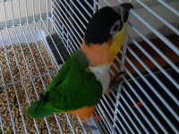 Kara kafa uysal caique