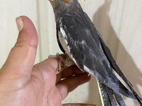 45 günlük konuşturmalık grey bebek sultan papağanı
