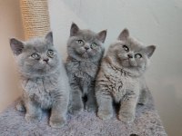 Ayıcık safkan british shorthair yavrularımız