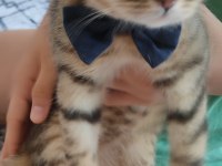 Ücretsiz kedi sahiplendirme