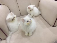 Eşsiz Exotic Shorthair Red Point Erkek Yavrular.