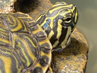 Su Kaplumbağası Donatello Yavru