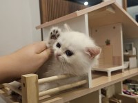 BRİTİSH SHORTHAİR NY12 33 DİŞİ KEDİMİZ