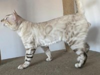SAFKAN BENGAL KEDİLERİ