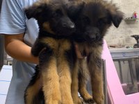 Orjinal Alman Çoban Köpeği Yavrusu