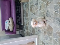 Kore Maltese
