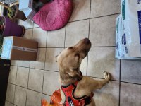 FINDIK çok akıllı yavru köpeğimiz