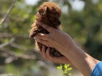 AŞILI ÇİŞ EĞİTİMLİ TEACUP TOY POODLE 