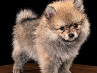 Pomeranian Boo 50 günlük