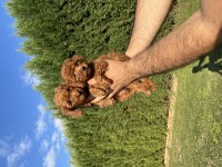Teacup Toy Poodle Saf Kan Yavrular