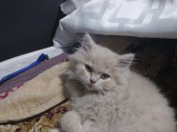 British longhair