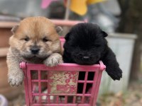 Chow chow (çin aslanı) yavrularımız